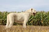 IRISH WOLFHOUND 126